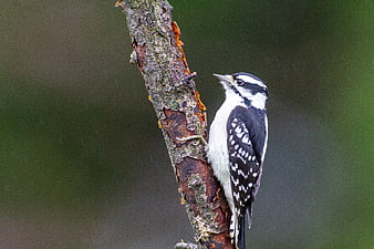 Downy Woodpecker Perched on Tree Branch in Rain