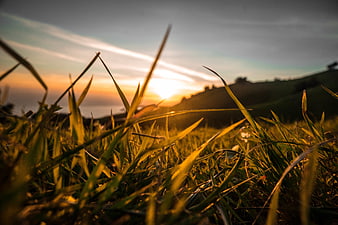 Golden hour grass blades with sunset background