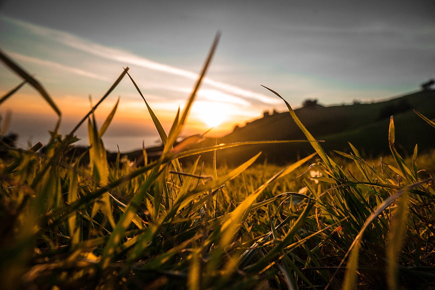 Golden hour grass blades with sunset background