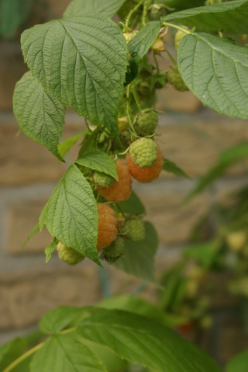 Golden raspberries ripening on the vine with green leaves