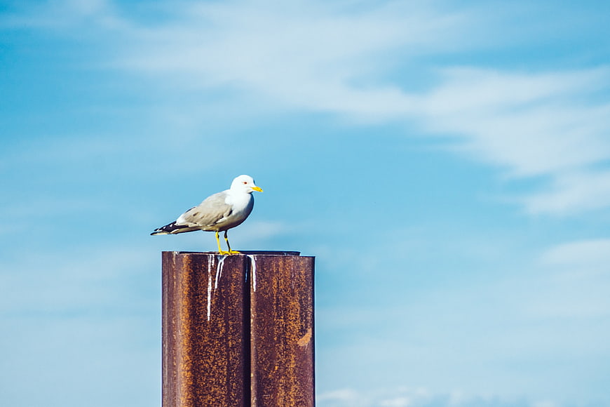 Seagull perched on rusty metal post against blue sky