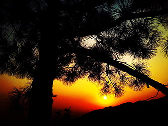 Silhouette of Pine Tree Branches Against Vibrant Sunset Sky