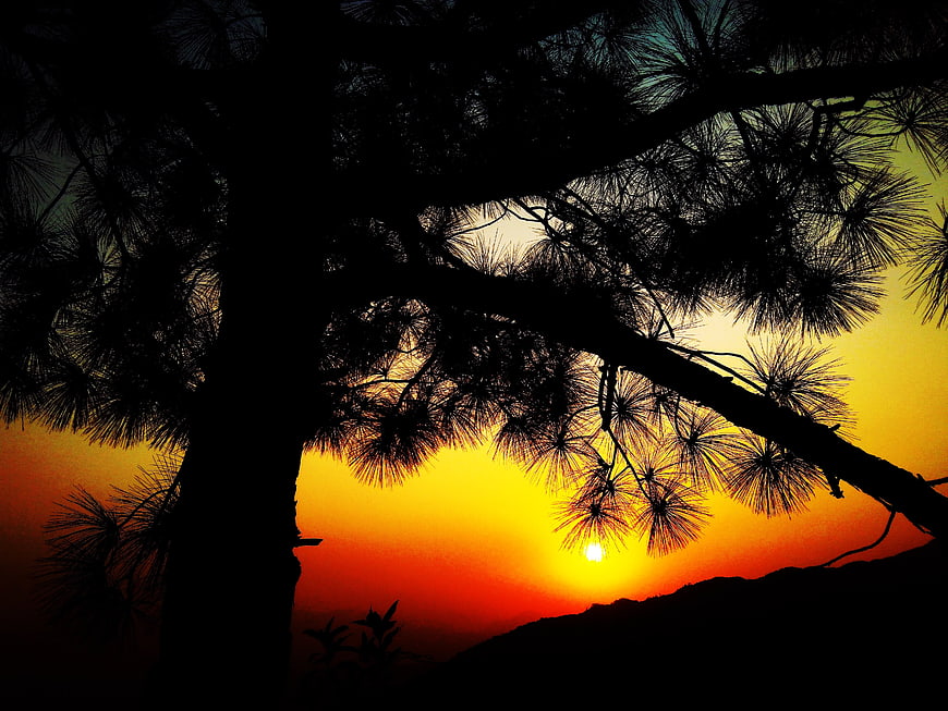 Silhouette of Pine Tree Branches Against Vibrant Sunset Sky