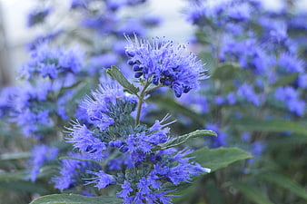 Close-up of vibrant blue monarda flowers in a garden