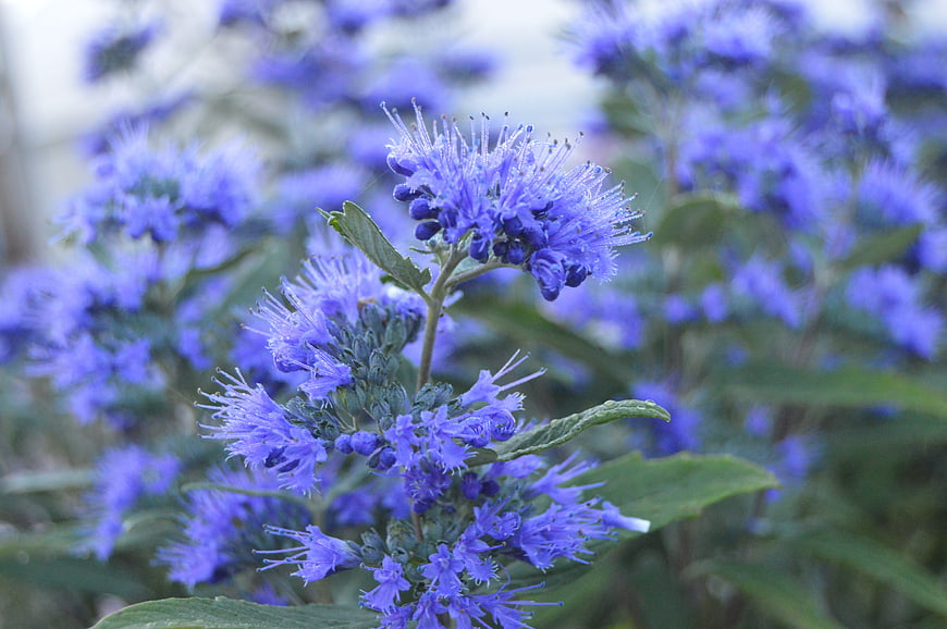 Close-up of vibrant blue monarda flowers in a garden