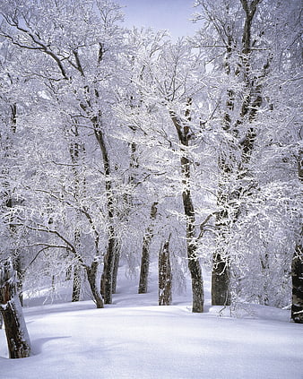Snow-covered trees in a serene winter forest landscape