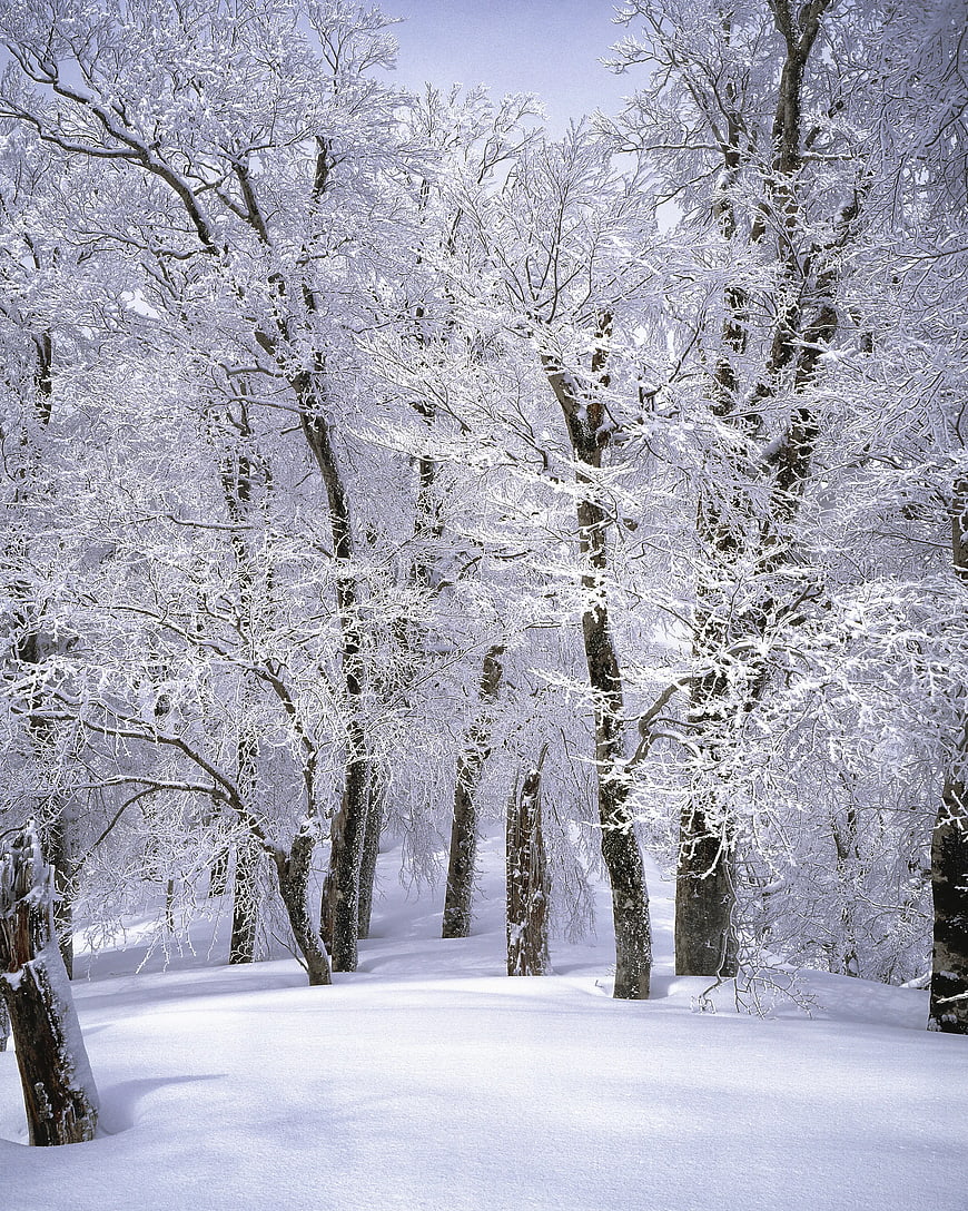 Snow-covered trees in a serene winter forest landscape