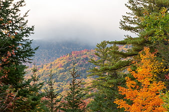 Misty Autumn Mountain Forest with Vibrant Foliage
