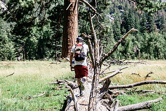 Man hiking on fallen log in sunny forest meadow