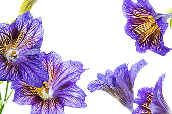 Purple Salpiglossis Flowers Isolated on White Background