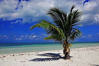 Lone Palm Tree On White Sand Beach With Turquoise Ocean