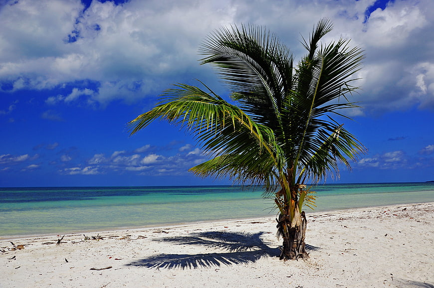 Lone Palm Tree On White Sand Beach With Turquoise Ocean
