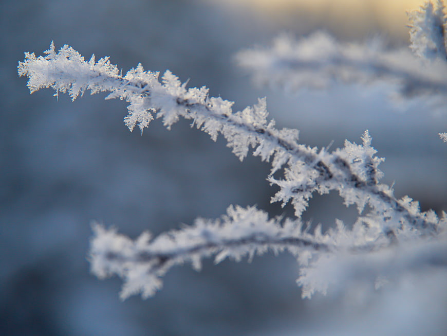 Close-up of frost-covered branches in winter
