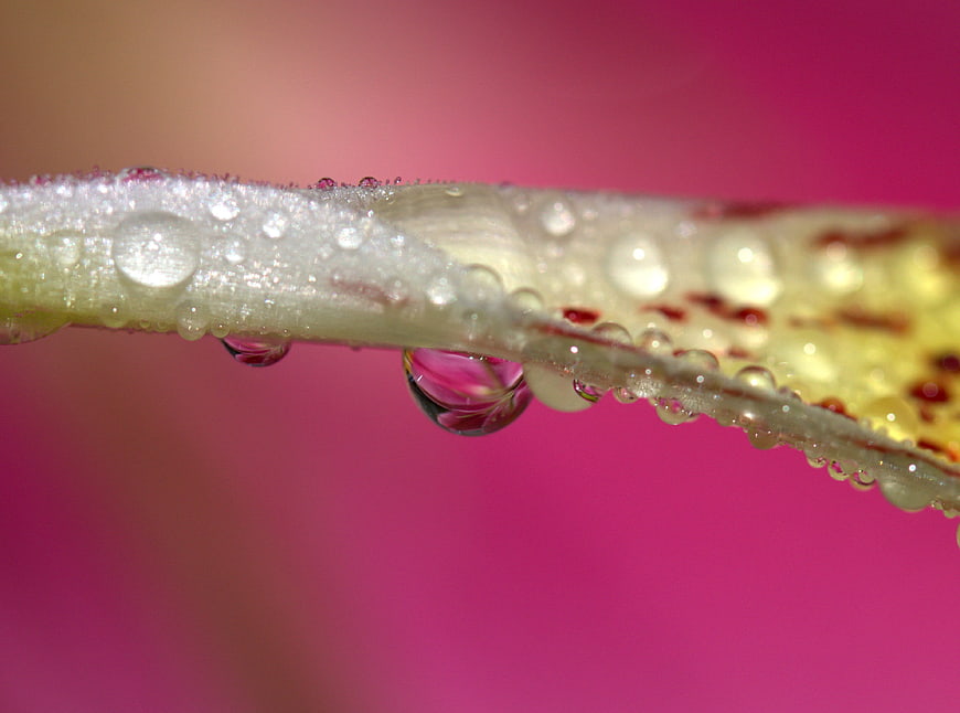 Macro water droplets on yellow flower petal with pink background