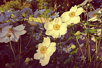 White Anemone Flowers Blooming in a Sunlit Garden