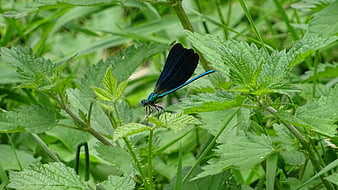 Blue Banded Demoiselle Dragonfly on Green Nettle Leaf
