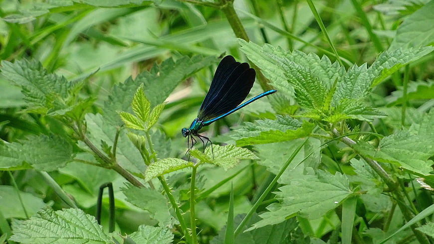 Blue Banded Demoiselle Dragonfly on Green Nettle Leaf