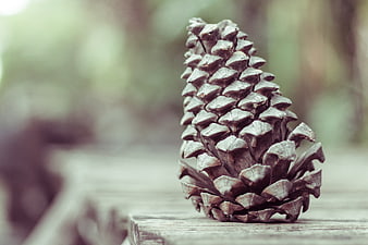 Close-up of a textured pinecone on a wooden surface