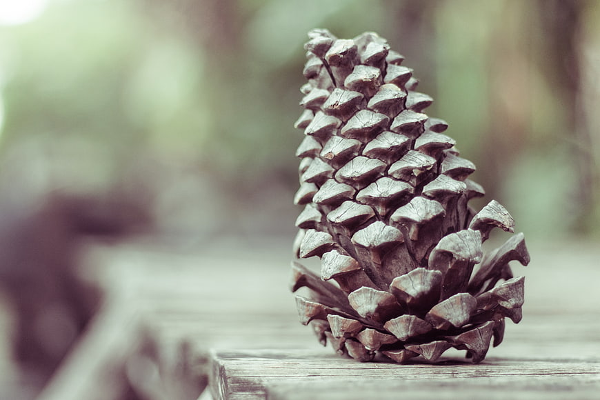 Close-up of a textured pinecone on a wooden surface