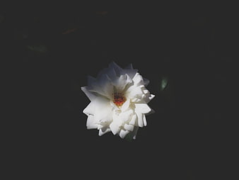 White Rose Floating on Dark Water Surface