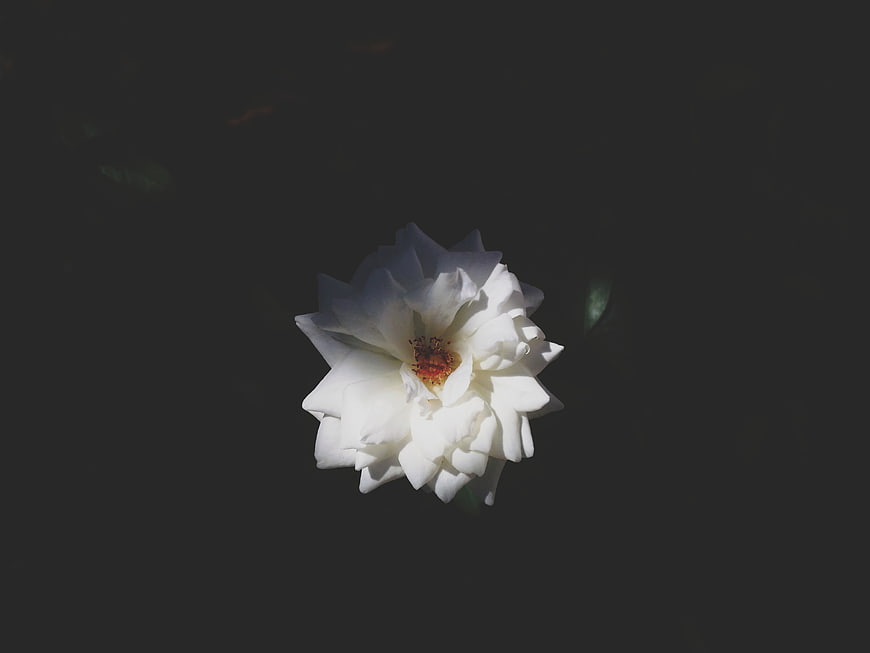 White Rose Floating on Dark Water Surface