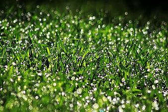 Close-up of vibrant green grass with dew drops