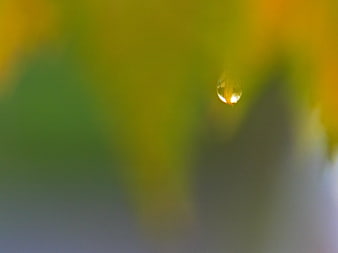 Macro Water Droplet on Autumn Leaf with Bokeh Background