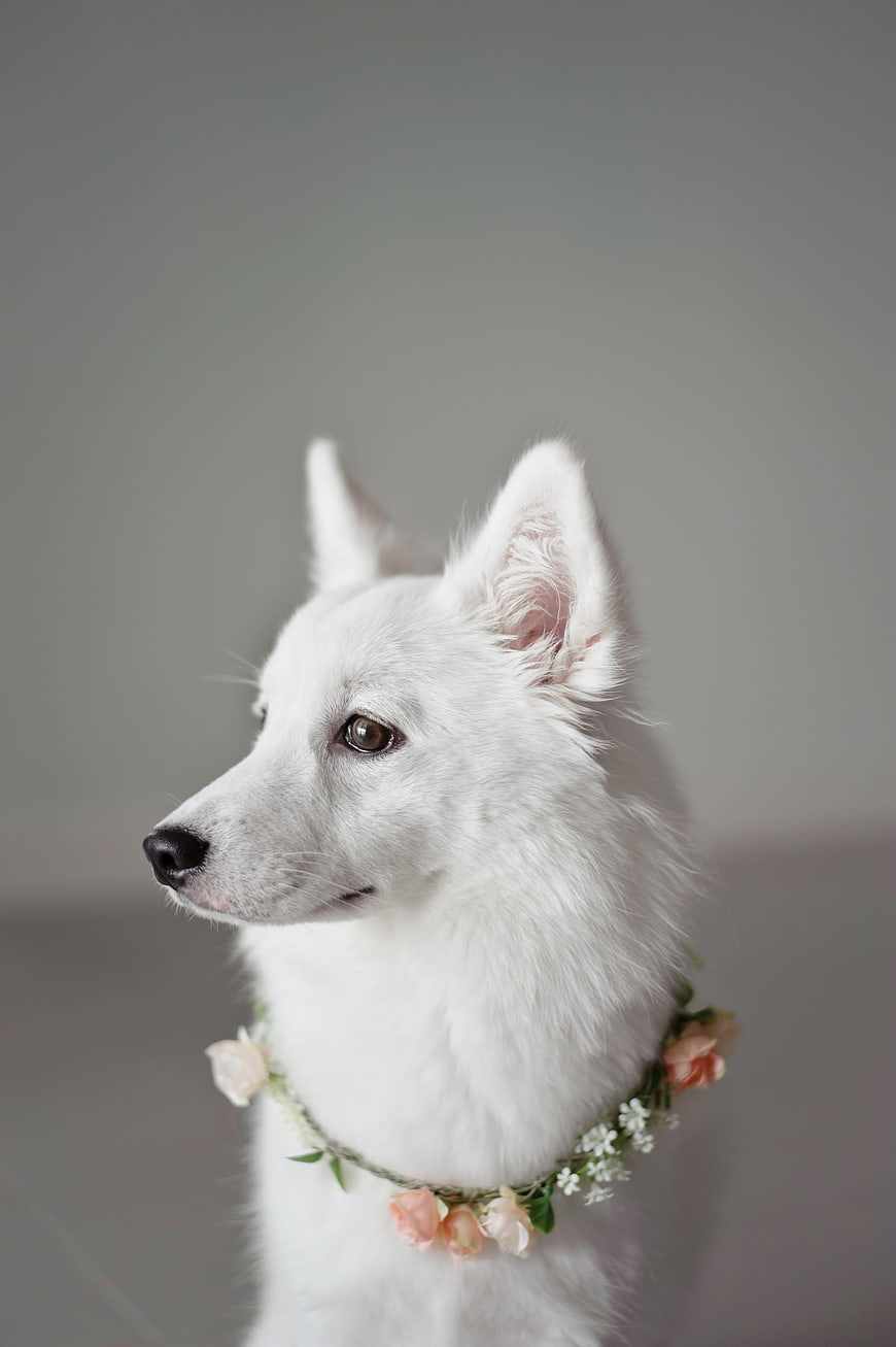 White dog portrait with floral wreath collar