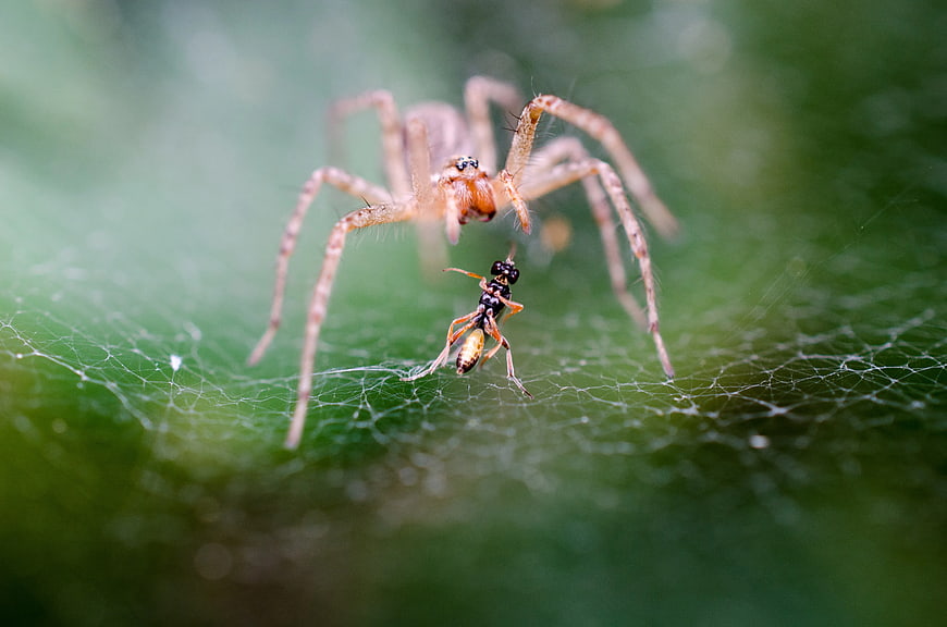 Macro Spider Catching Insect on Web