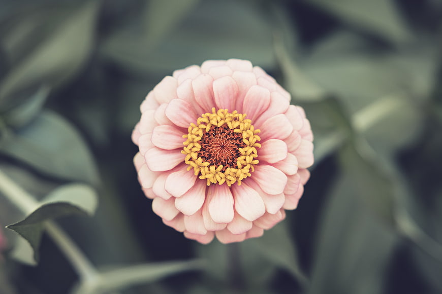 Close-up of a pink zinnia flower with yellow center