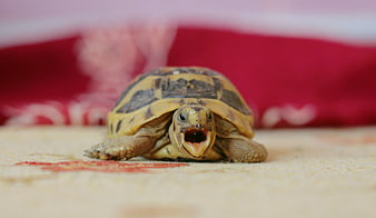 Cute baby tortoise with open mouth on textured surface