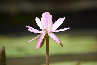 Pink Water Lily Flower Blooming in Pond