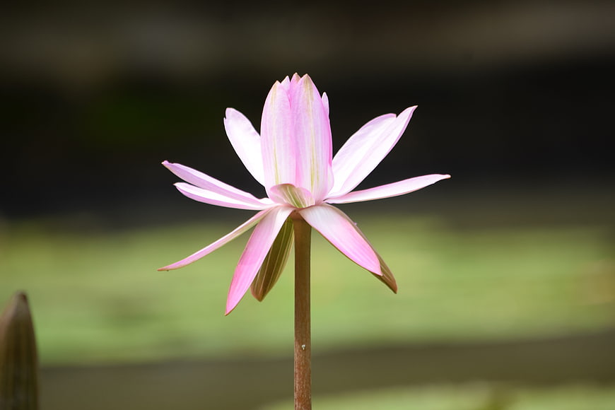 Pink Water Lily Flower Blooming in Pond
