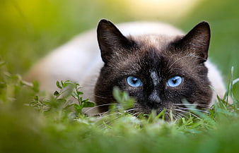 Siamese Cat With Blue Eyes Lying In Green Grass