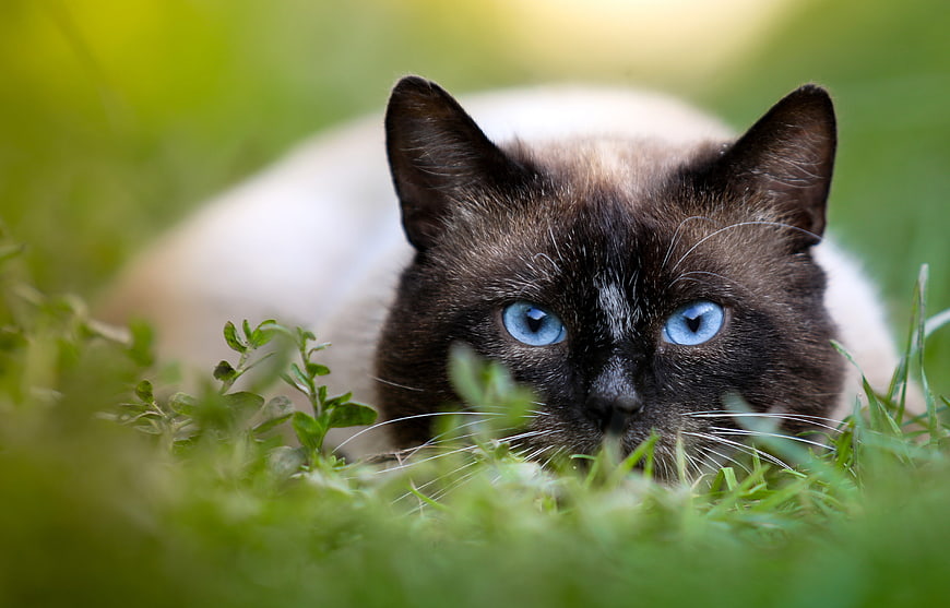 Siamese Cat With Blue Eyes Lying In Green Grass