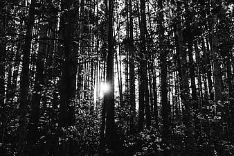 Sunlight streaming through dense black and white forest trees