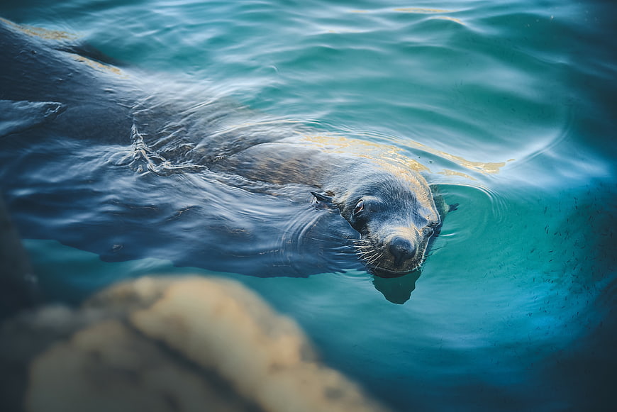 Cute Sea Lion Swimming in Blue Water