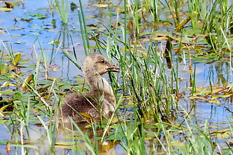 Cute baby goose swimming in marshy wetland grass