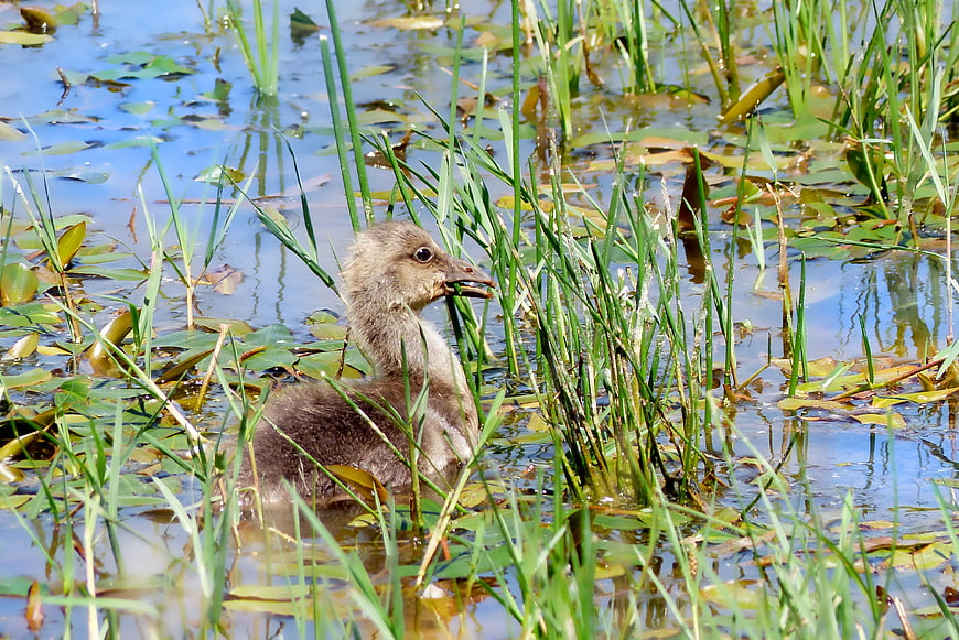 Cute baby goose swimming in marshy wetland grass