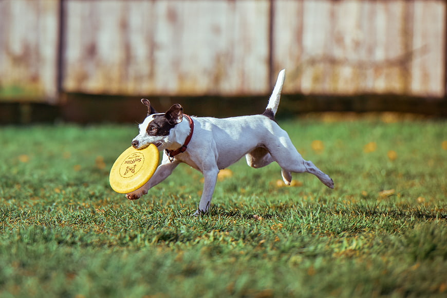 Happy Jack Russell Terrier Running with Yellow Frisbee on Grass
