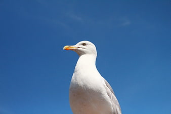 Seagull Portrait Against Clear Blue Sky