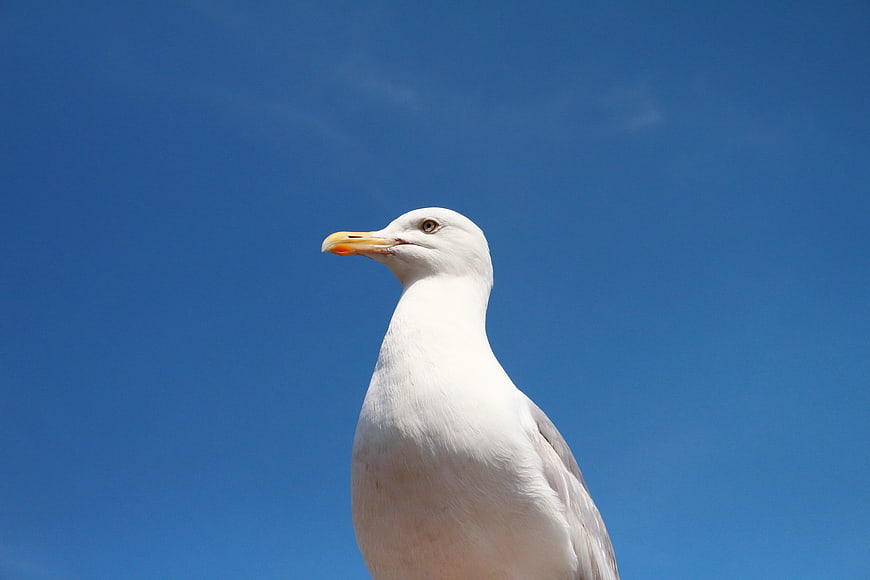 Seagull Portrait Against Clear Blue Sky