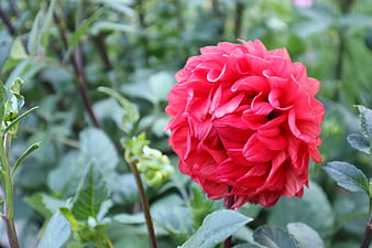 Vibrant Red Dahlia Flower Close-Up in Garden