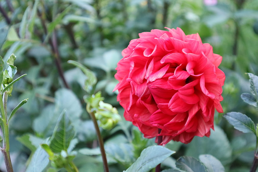 Vibrant Red Dahlia Flower Close-Up in Garden