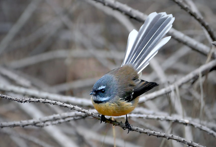 Superb Fairywren perched on a thorny branch