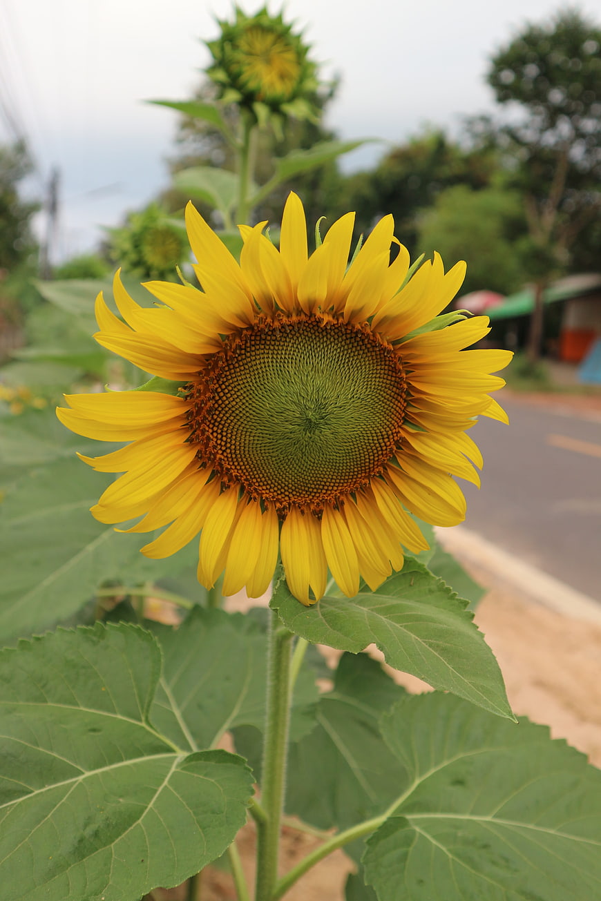 Vibrant Yellow Sunflower Close-Up in Garden