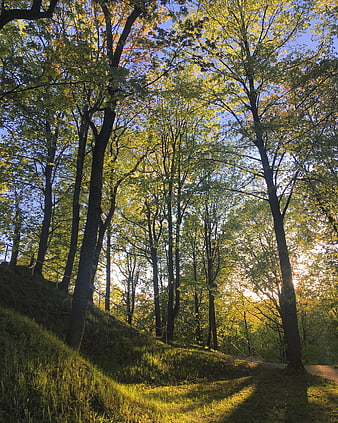 Sunlit forest path with tall trees and green grass