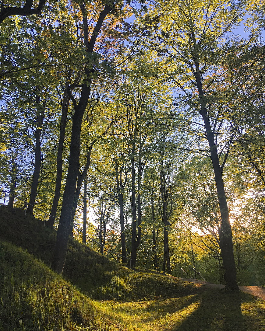 Sunlit forest path with tall trees and green grass