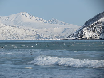 Snowy Mountains and Seabirds on Winter Ocean Coast