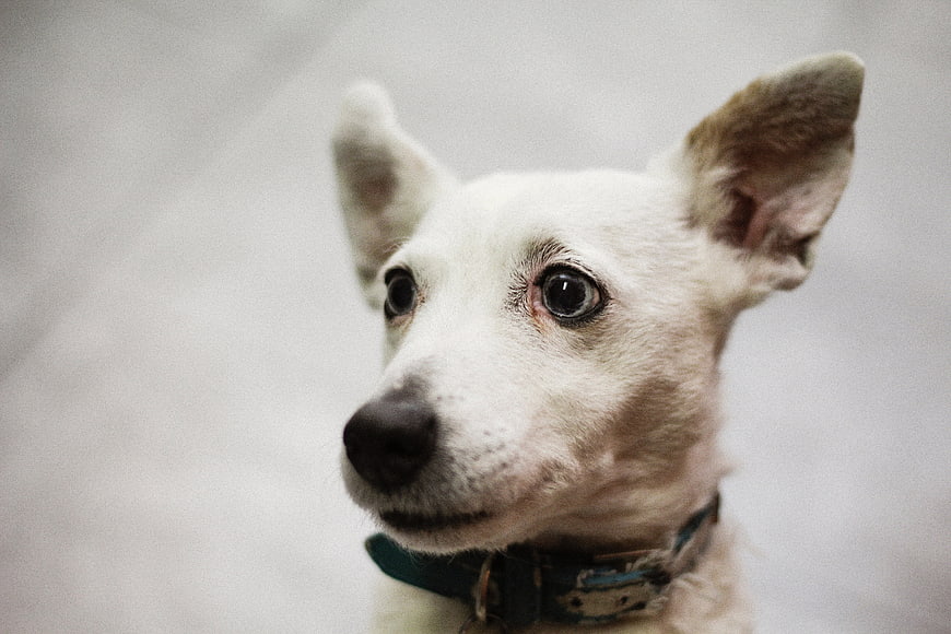 Close-up Portrait of White Dog with Expressive Eyes